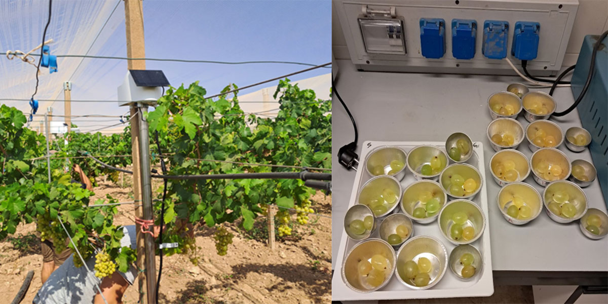 Italia Ortofrutta presenta i risultati delle attività sperimentali sull'uva da tavola